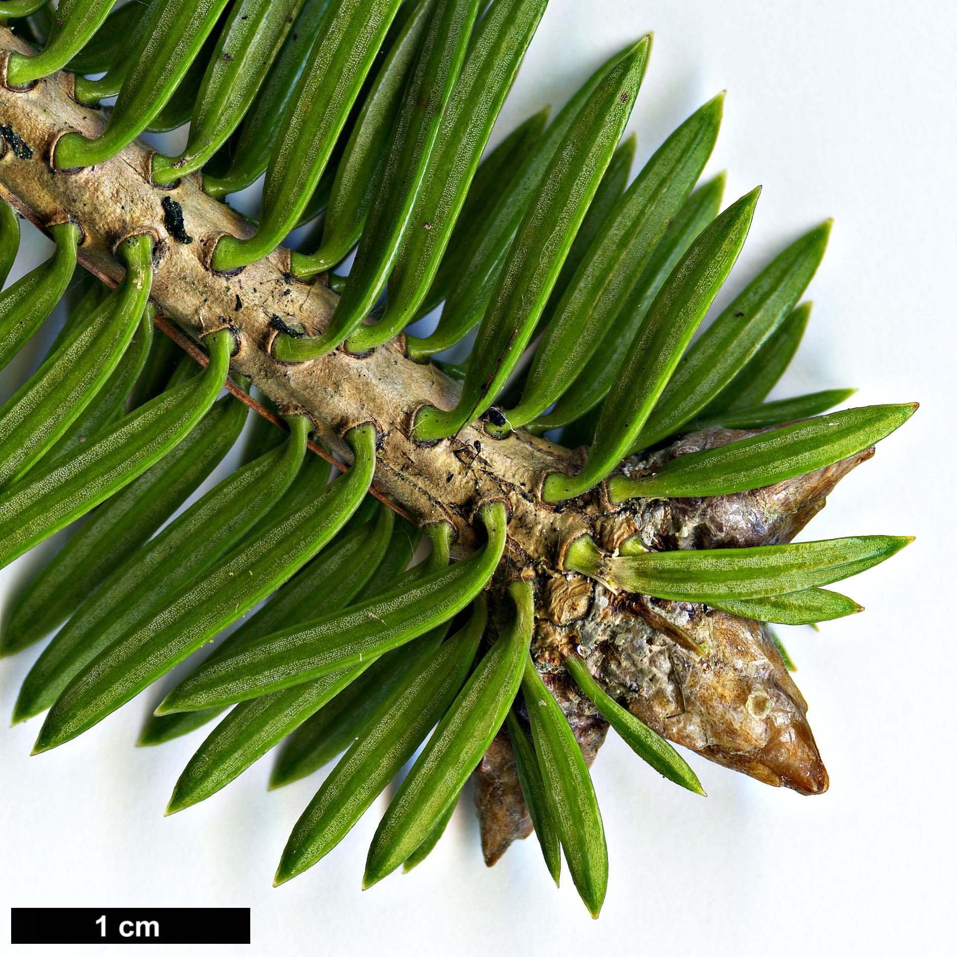High resolution image: Family: Pinaceae - Genus: Abies - Taxon: chensiensis - SpeciesSub: subsp. yulongxueshanensis